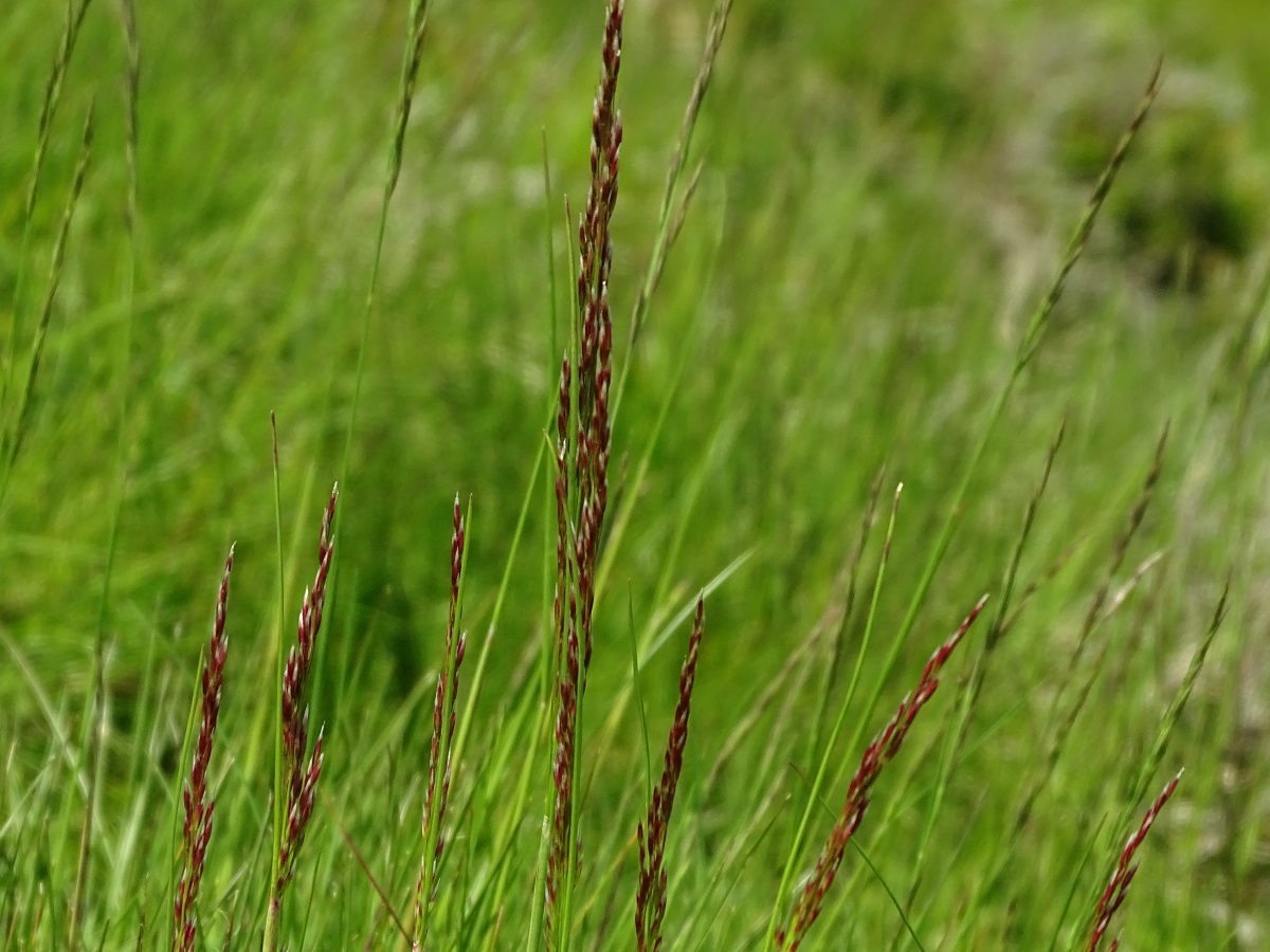 Agrostis rupestris var. rupestris (Poaceae)